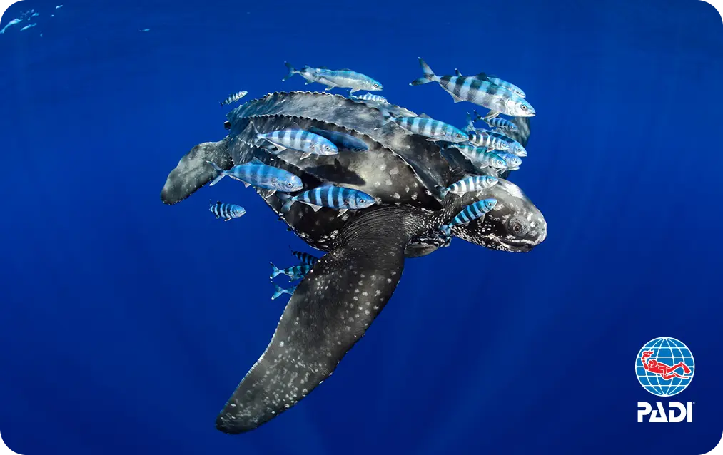 PADI Advanced Open Water Diver