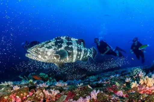 Paquete de buceo recreativo en cualquier lugar